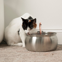 Cat drinking from curved faucet fountain