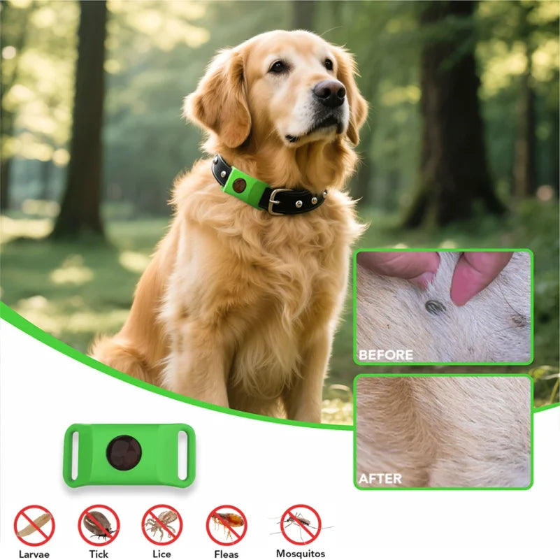 Golden retriever wearing green flea and tick pendant
